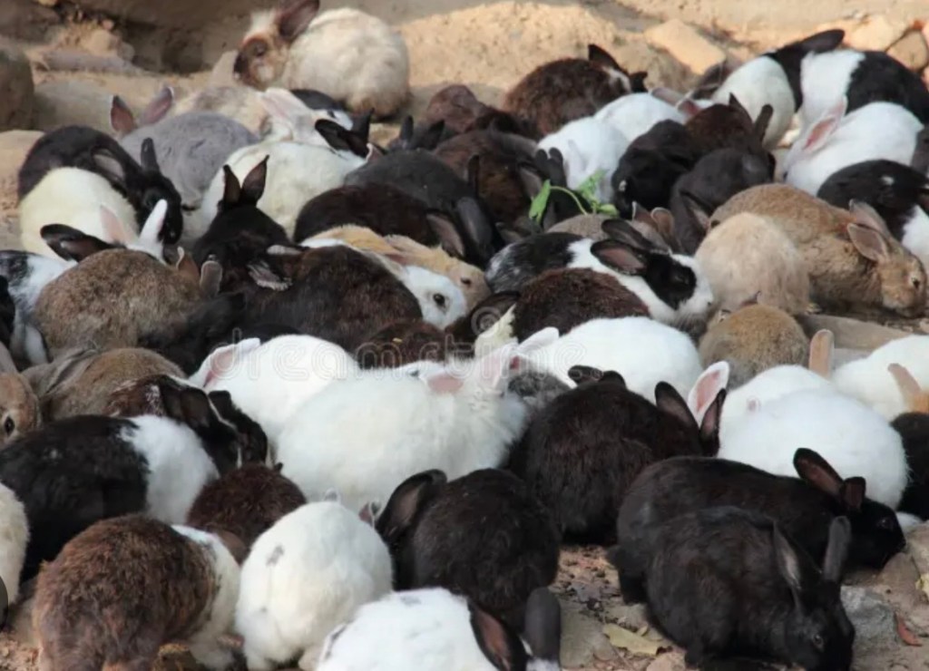 ANOTHER MEA CULPA – (The Bunnies&nbsp;multiply)